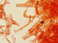 Coprinopsis strossmayeri