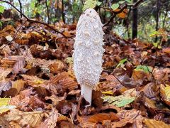 Coprinus comatus