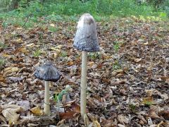 Coprinus comatus