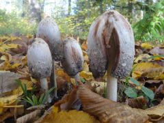 Coprinus comatus