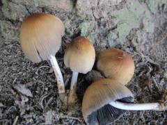 Coprinus rufopruinatus