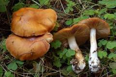 Cortinarius allutus