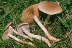 Cortinarius anomalus