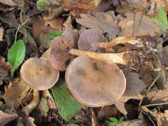 Cortinarius anomalus