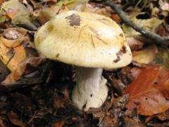 Cortinarius anserinus