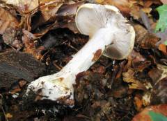 Cortinarius anserinus