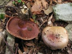 Cortinarius anserinus