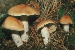 Cortinarius arvinaceus