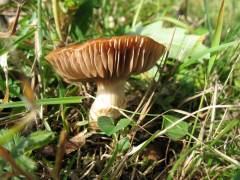 Cortinarius arvinaceus