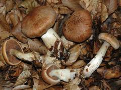 Cortinarius balaustinus