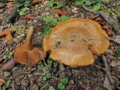 Cortinarius balaustinus