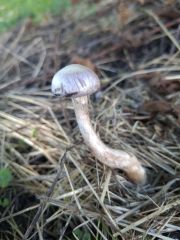 Cortinarius betulinus