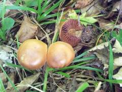 Cortinarius bivelus