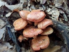 Cortinarius bolaris