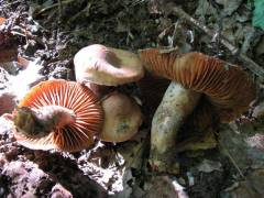 Cortinarius bovinus