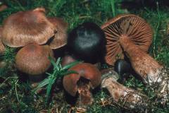 Cortinarius brunneus