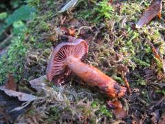 Cortinarius bulliardii