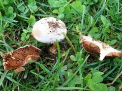 Cortinarius caerulescens