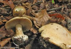 Cortinarius caesiostramineus