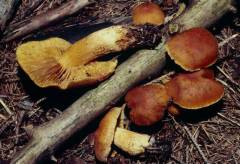 Cortinarius callisteus