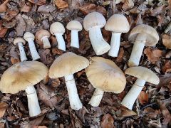 Cortinarius caperatus