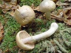 Cortinarius caperatus