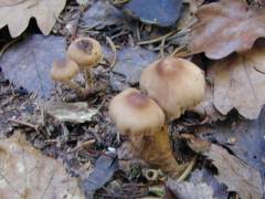 Cortinarius casimirii