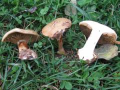 Cortinarius cereifolius