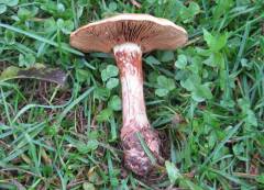 Cortinarius citrino-olivaceus