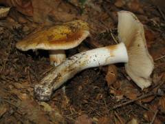 Cortinarius claricolor