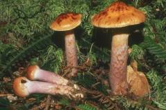 Cortinarius collinitus