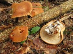 Cortinarius crassus