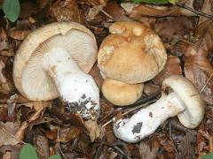 Cortinarius crassus