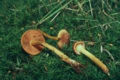 Cortinarius croceus