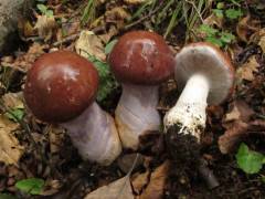 Cortinarius cumatilis