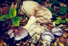 Cortinarius cumatilis