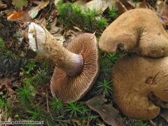 Cortinarius cyanites