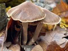 Cortinarius decipiens