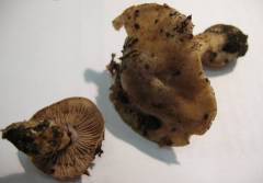 Cortinarius dionysae