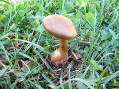 Cortinarius euchrous