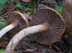 Cortinarius falsosus