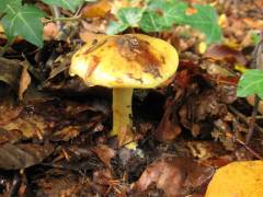 Cortinarius fulgens