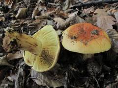 Cortinarius fulmineus