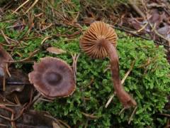 Cortinarius fulvescens