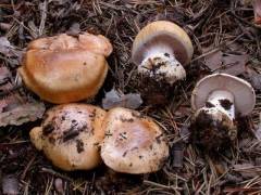 Cortinarius glaucopus