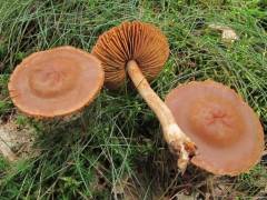 Cortinarius haematochelis