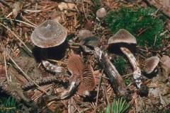 Cortinarius hemitrichus