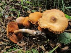 Cortinarius hinnuleus