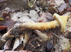 Cortinarius humicola