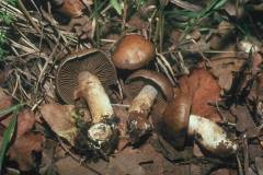 Cortinarius infractus